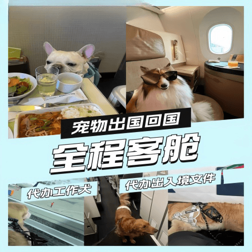 苏州宠物托运到白俄罗斯宠物入境规定和要求